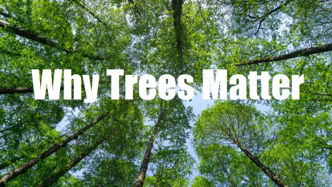 image looking up at trees with title "Why Trees Matter"